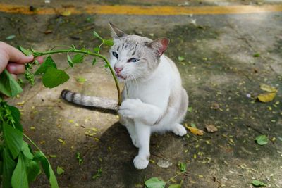 Full length of hand holding cat