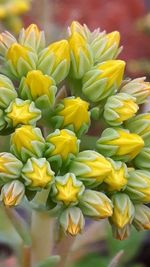 Close-up of yellow flowers blooming outdoors