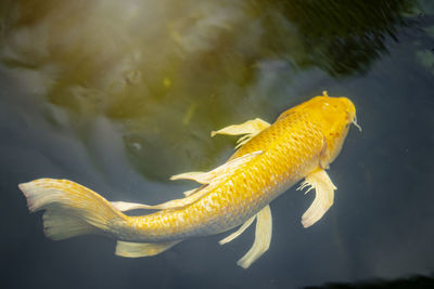 High angle view of koi carp swimming in pond