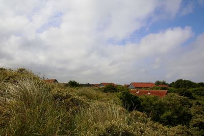 Plants growing on field by building against sky