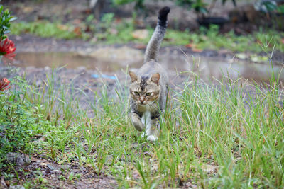 Cat on grassy field