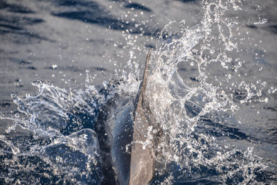 Dolphin jumping in front of sailing boat