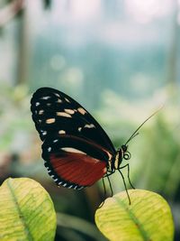 Close-up of butterfly perching on plant