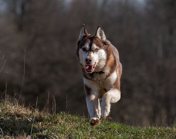 Dog running in field