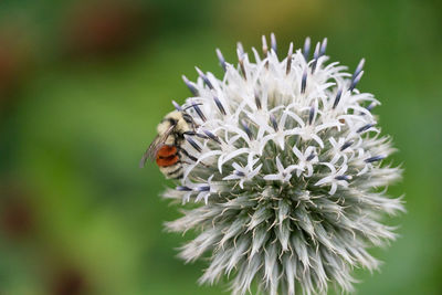 Close-up of bee pollinating on flower