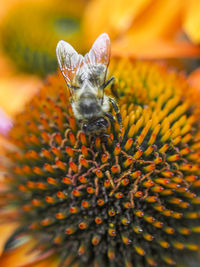 Close-up of bee pollinating on flower