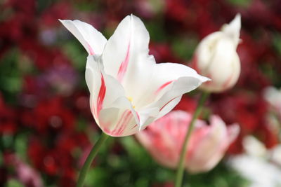 Close-up of white flowering plant