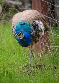 Close-up of a peacock