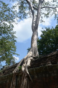 Low angle view of tree against sky