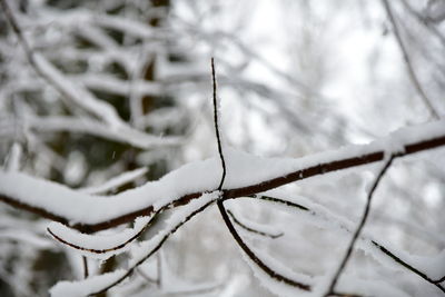 Close-up of frozen plant