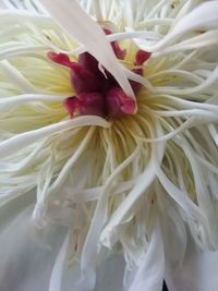 Full frame shot of white flower