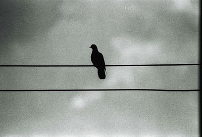 Low angle view of bird perching on cable