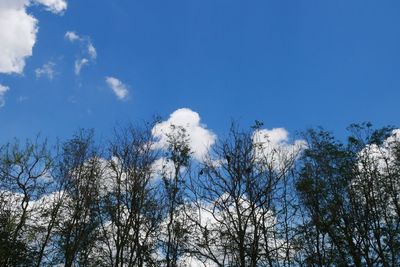 Low angle view of trees against blue sky