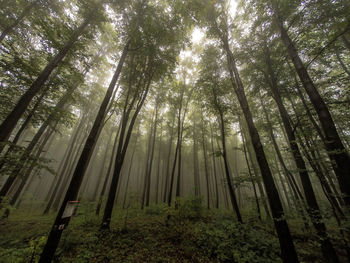 Low angle view of bamboo trees in forest