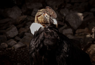 Close-up of a bird looking away