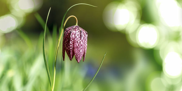 Close-up of purple flowering plant