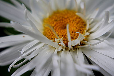 Close-up of fresh white flower blooming outdoors