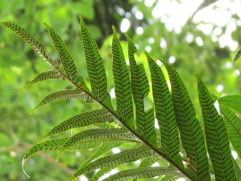 Close-up of green leaves