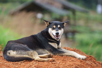 Close-up of dog sitting outdoors