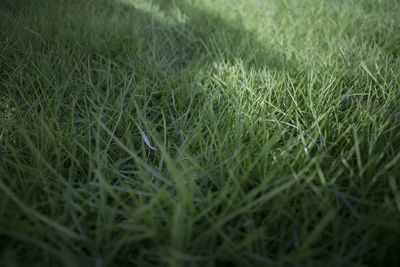 Close-up of grass on field