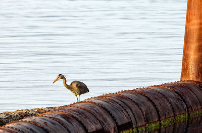 Blue heron perching on rusty metallic pipe by lake