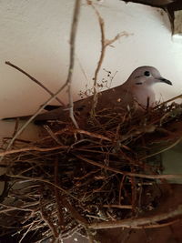 Close-up of bird in nest