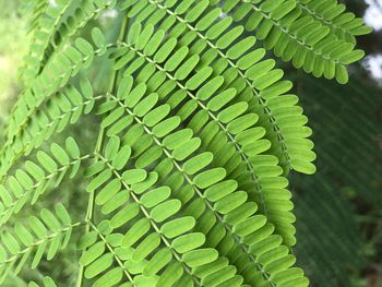 Close-up of succulent plant