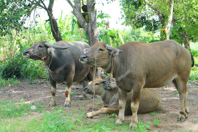 Cows in a field