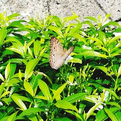 Close-up of butterfly on plant