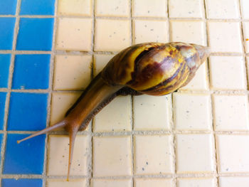 Close-up of snail on tiled floor