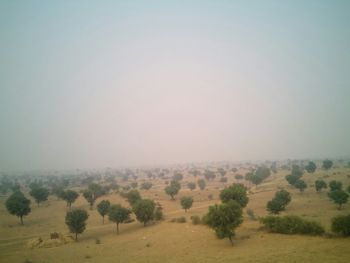 Trees on landscape