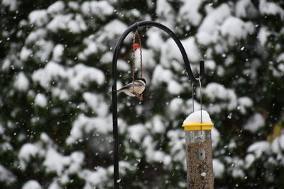 Bird swinging in the snow