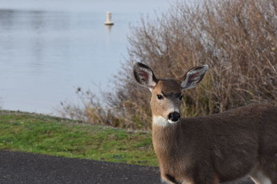 Close up of an animal