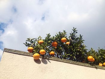 Low angle view of tree against sky