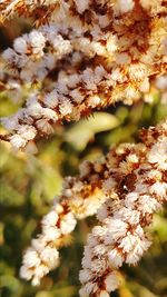 Close-up of flowers