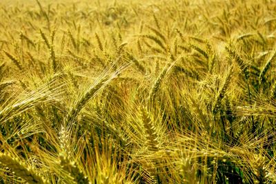 Full frame shot of wheat field