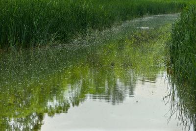 Scenic view of swamp on field