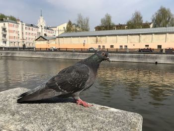 Bird perching on retaining wall by lake