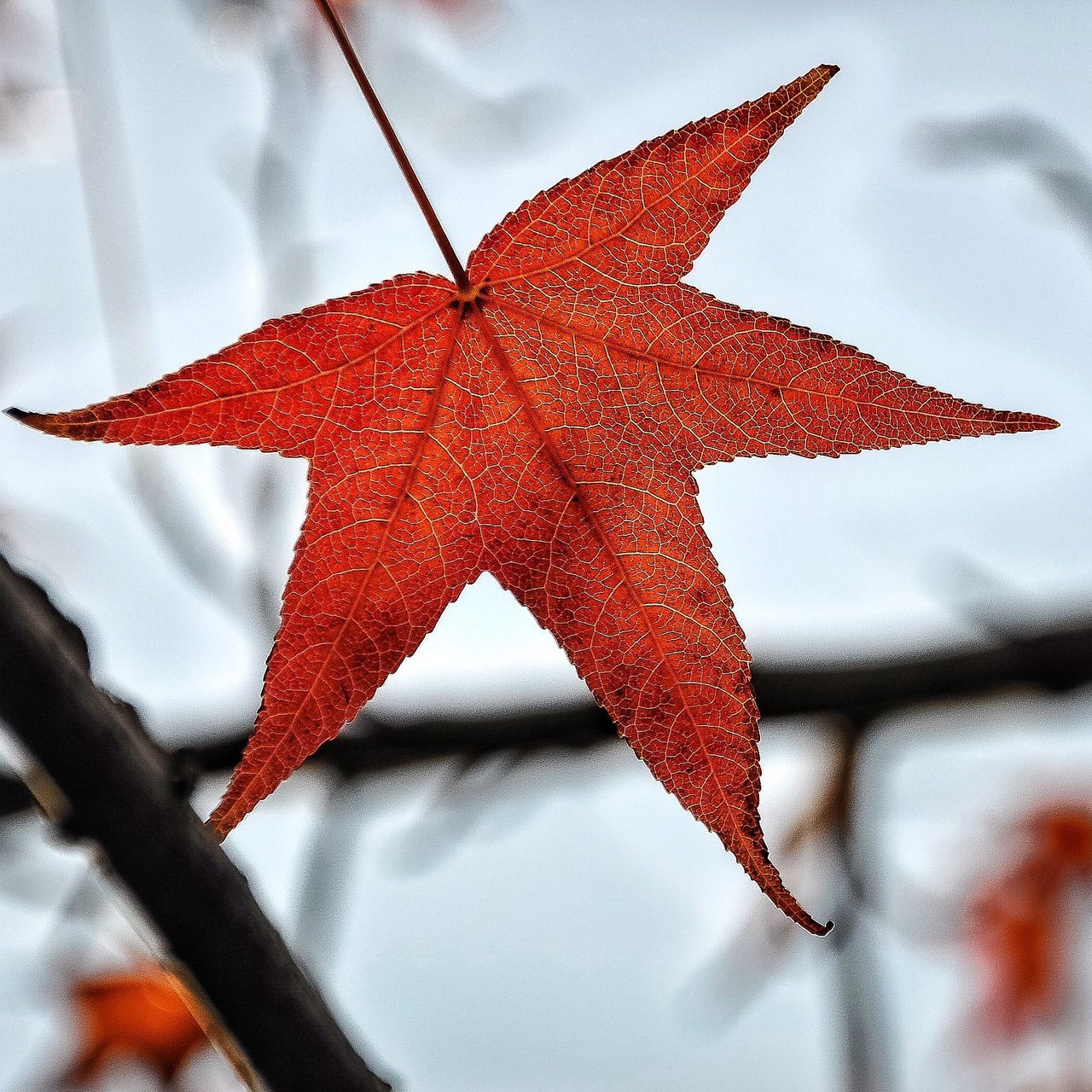 leaf, red, close-up, natural pattern, low angle view, season, dry, leaf vein, autumn, damaged, change, focus on foreground, maple leaf, natural condition, day, nature, star shape, outdoors, sky, leaves, beauty in nature, fragility