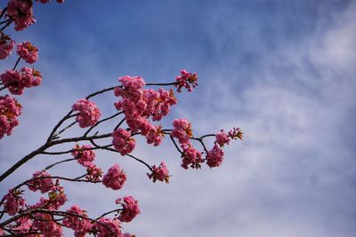 Low angle view of pink cherry blossoms against sky