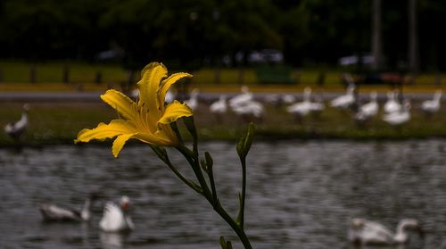 Close-up of yellow flower blooming outdoors