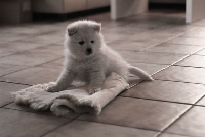 Portrait of dog relaxing on floor