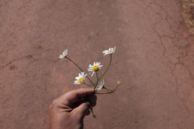 Close-up of flower