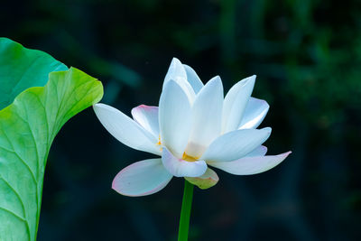 Close-up of white lotus water lily