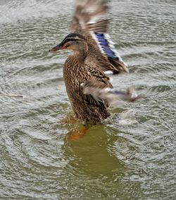 Duck in lake