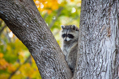Raccoon sitting in a tree