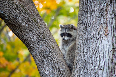 Portrait of cat on tree trunk