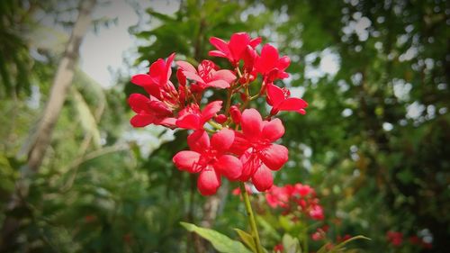 Close-up of red flowers blooming outdoors