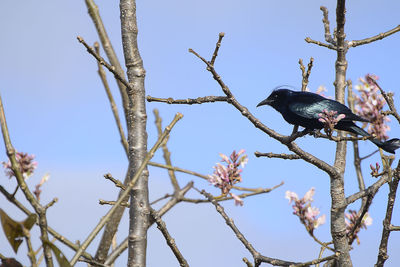 Low angle view of bird perching on tree against sky