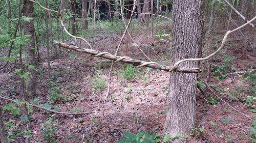 Tree roots in forest